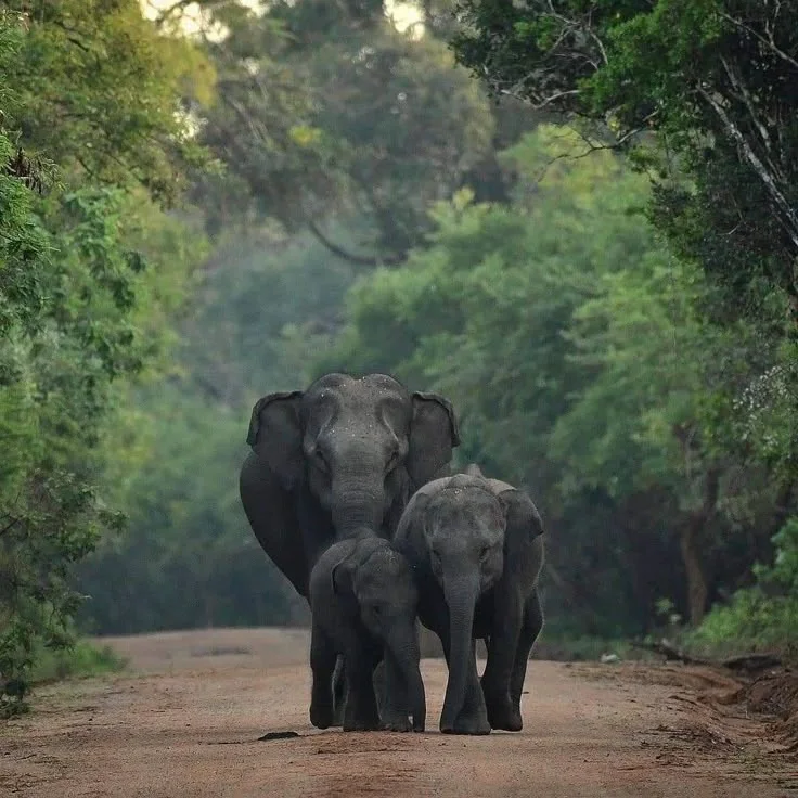 Jungle Safari